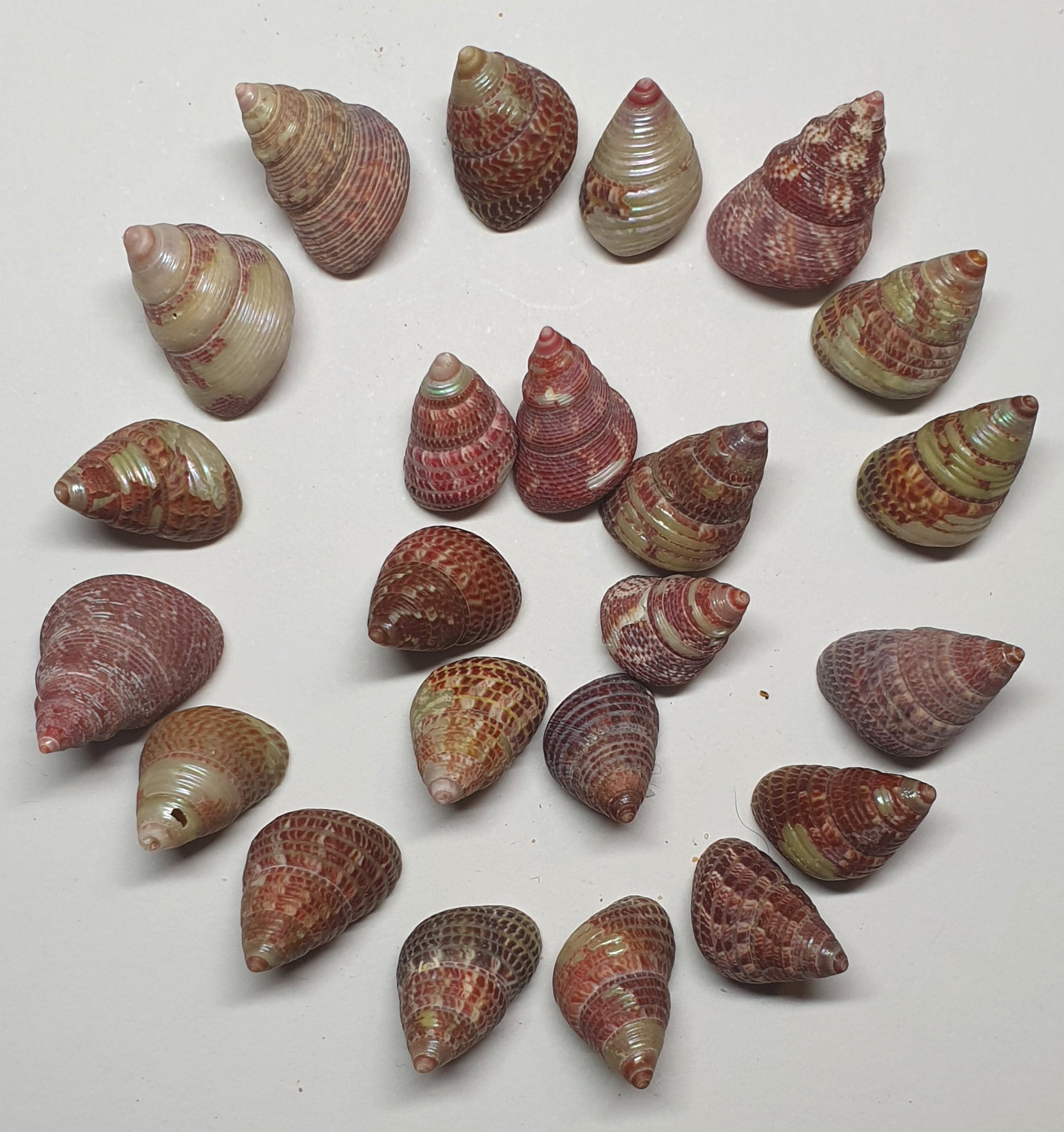 PurplyPink Spiral Shells 20 grams Blue Wren Mosaics